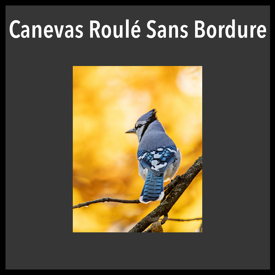 Canevas Roulé Sans Bordure 